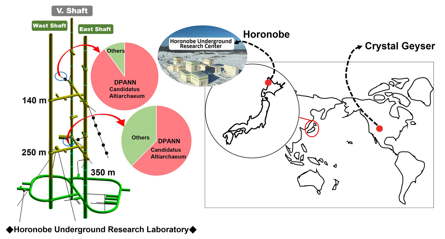 Fig. 1 Abundance of Candidatus Altiarchaeum horonobense in sedimentary rocks at the Horonobe Underground Research Laboratory