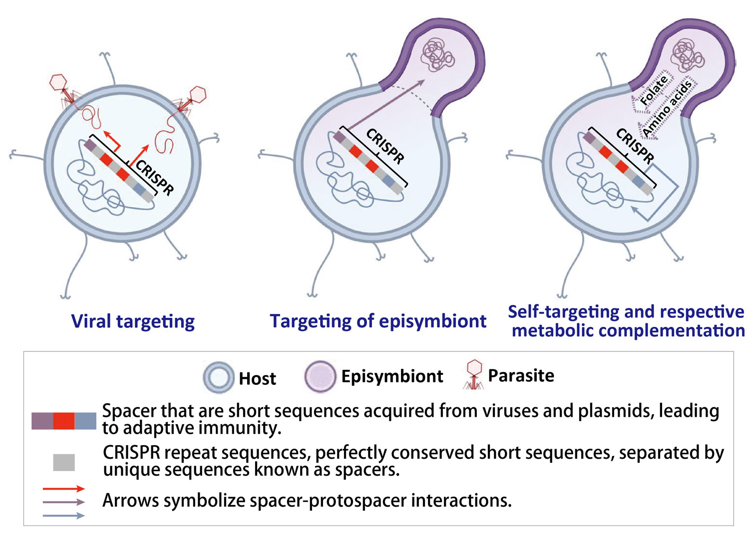 Fig. 2 Illustration of the newly proposed functionality of CRISPR–Cas systems within Ca. Altiarchaea
