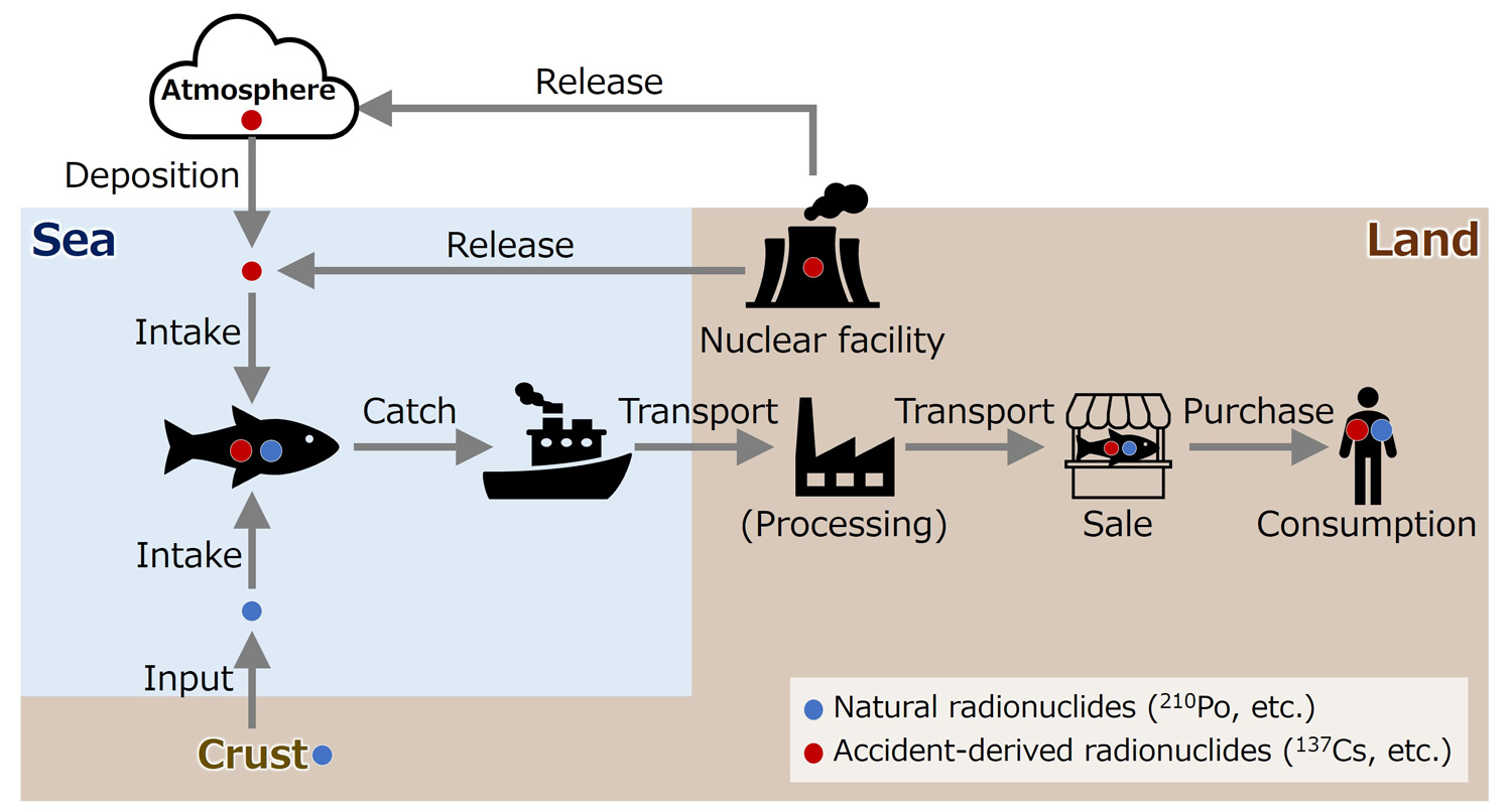 Fig. 1 Environmental pathways of natural and accident-derived radionuclides associated with seafood ingestion