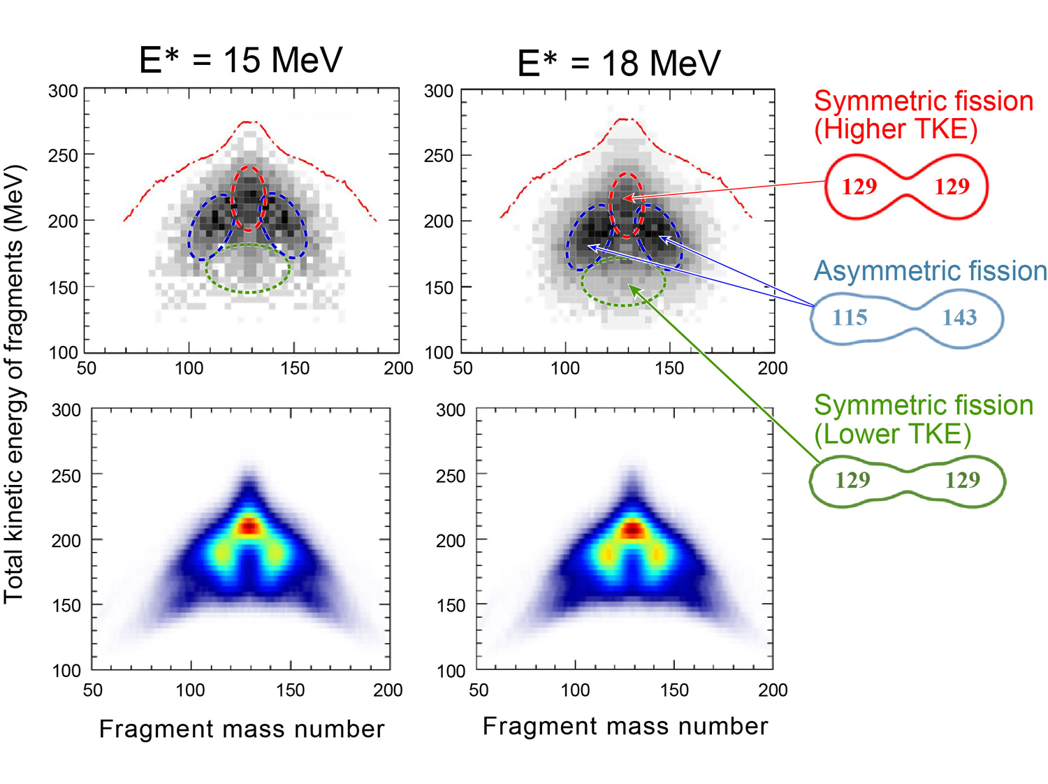 Fig. 1&emsp;Fission-yield distributions of the mendelevium (<sup>258</sup>Md) nucleus as a function of fragment mass and total kinetic energy