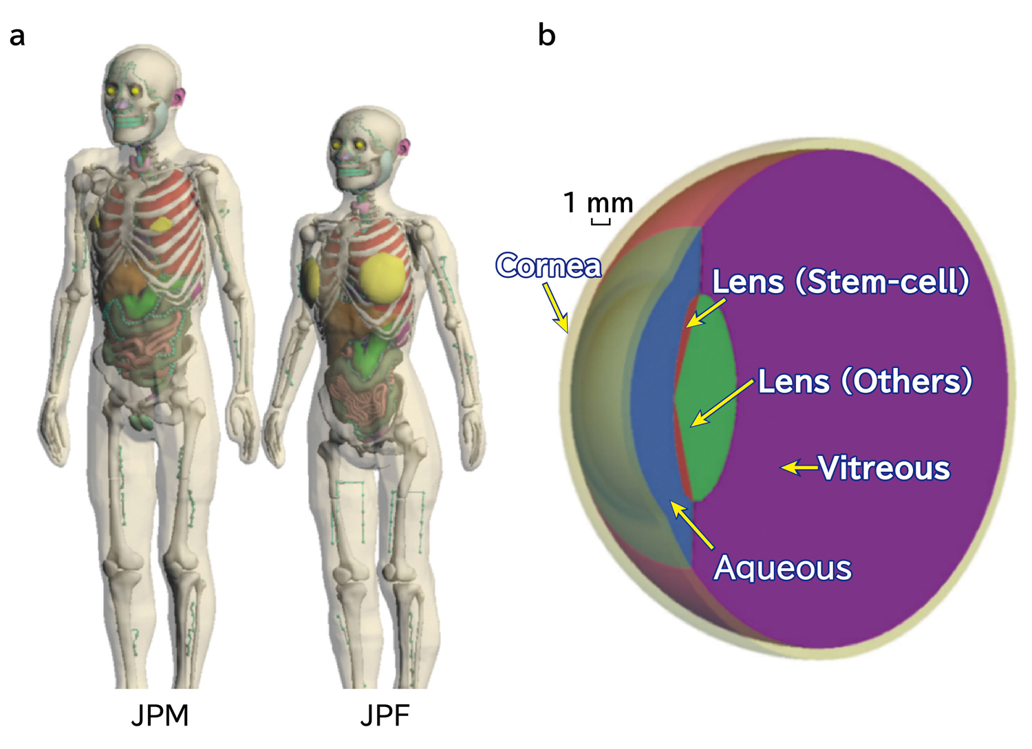 Fig. 1&ensp; Polygon mesh-type human models