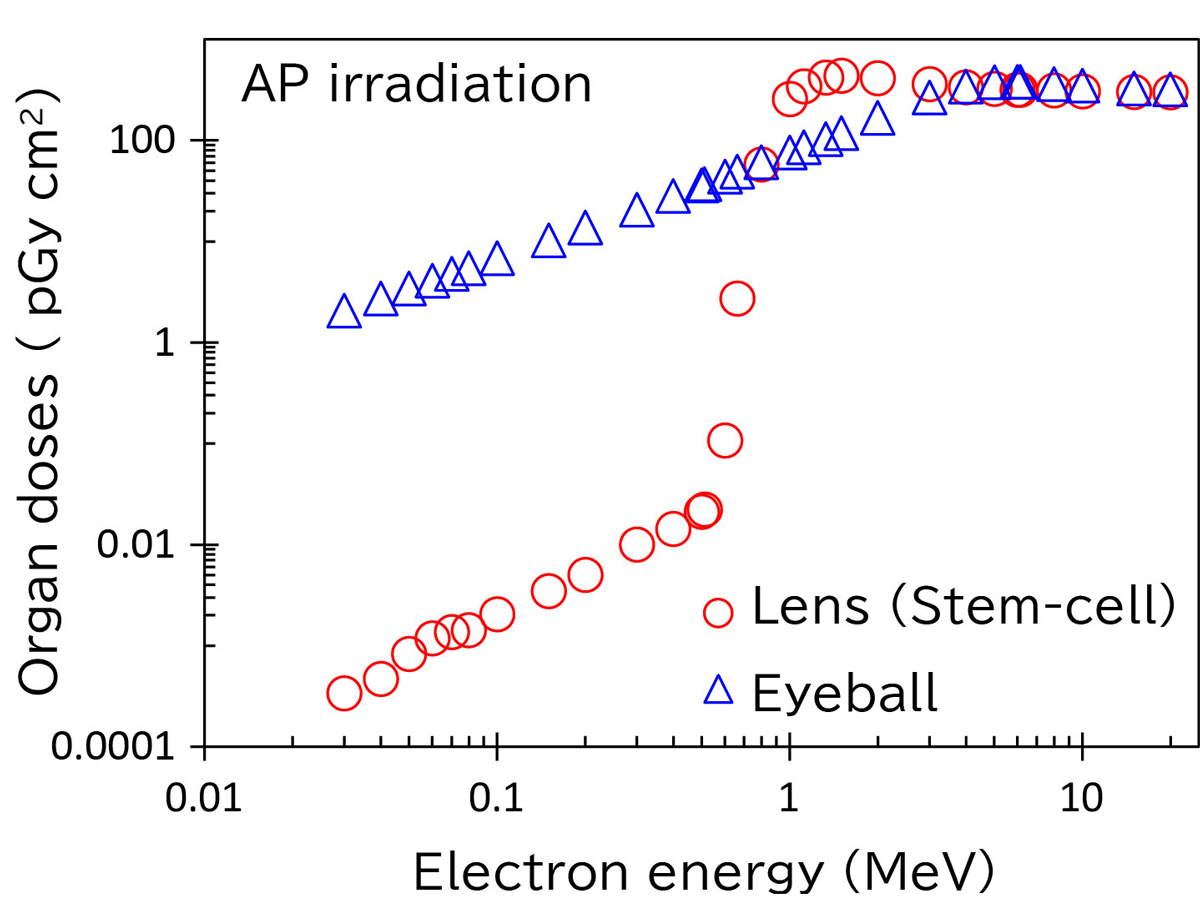 Fig. 2&ensp;Organ dose of eyeball tissues for electron incidents in the AP geometry on the JPF model
