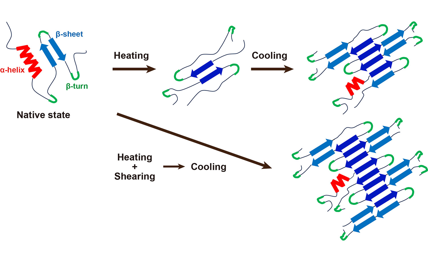 Fig. 1&emsp;Schematic illustration of structural changes in plant proteins induced by heating, shearing, and cooling