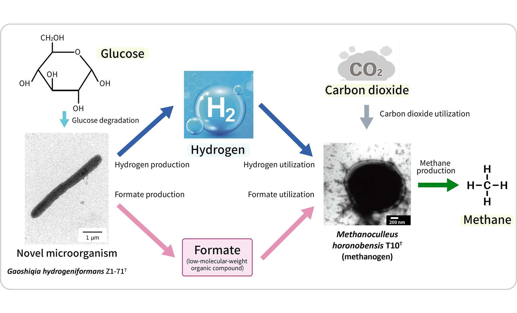 Fig. 1 Mechanism of Methane Production by Two Microorganisms (Inferred from Co-culture Experiments)