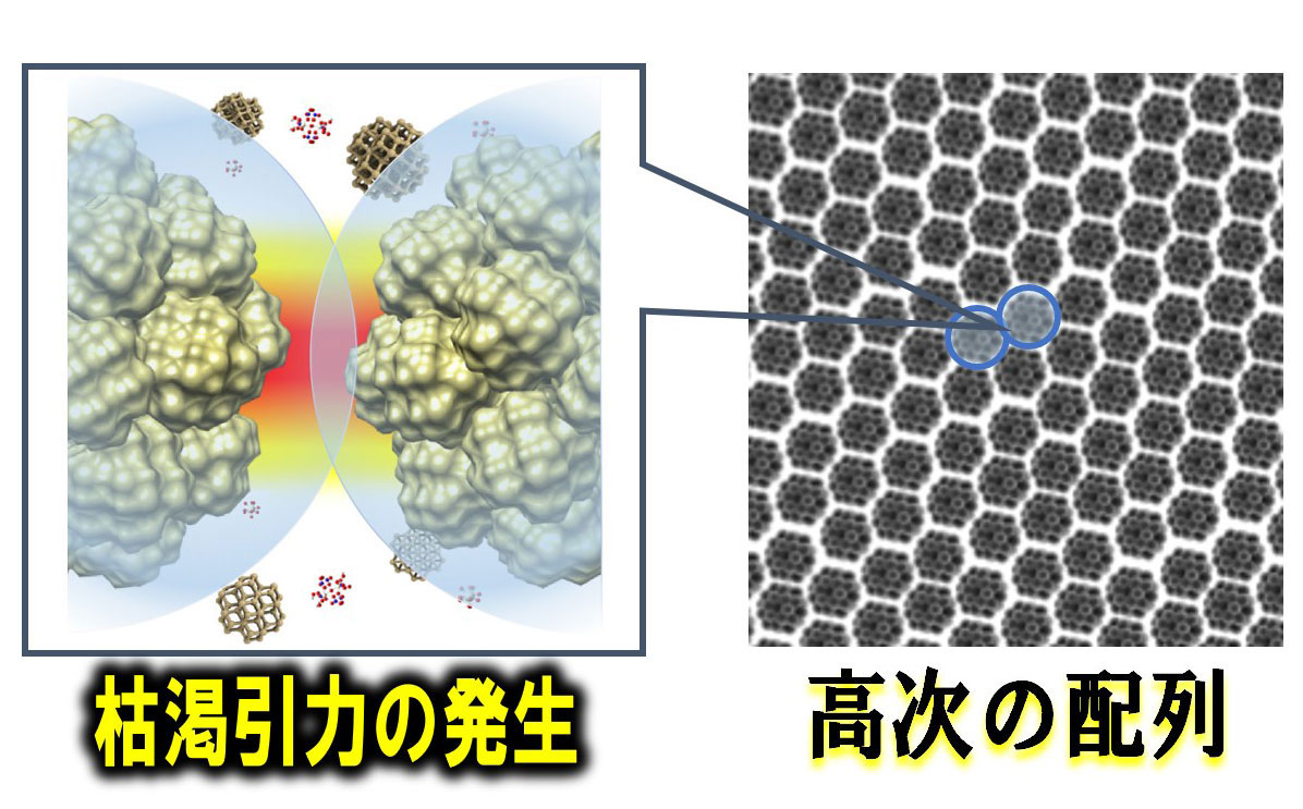 図1 電気二重層による斥力と、二粒子系の枯渇引力のバランスによって高次の配列を安定化させる