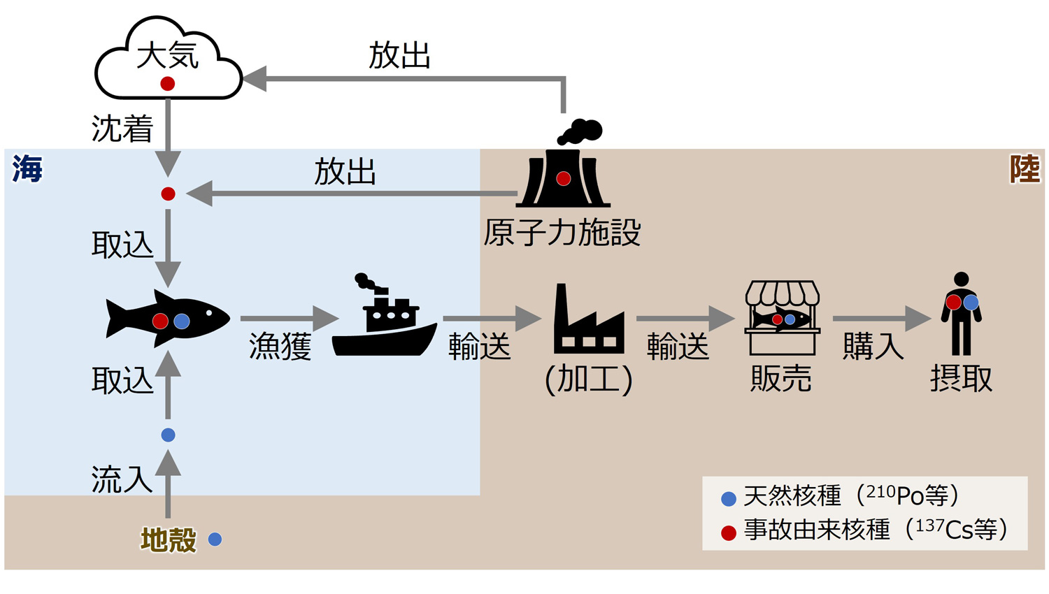 図1 海産物摂取に関連した天然核種及び事故由来核種の環境中での移行経路