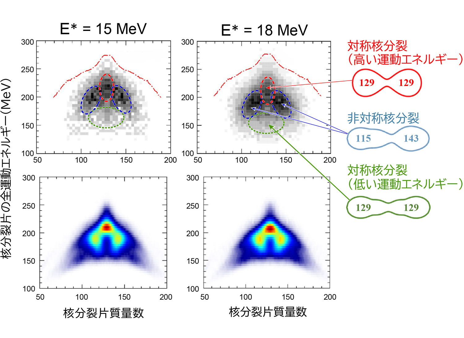 図1 メンデレビウム原子核(<sup>258</sup>Md)の核分裂片質量数と全運動エネルギーに対する収率分布