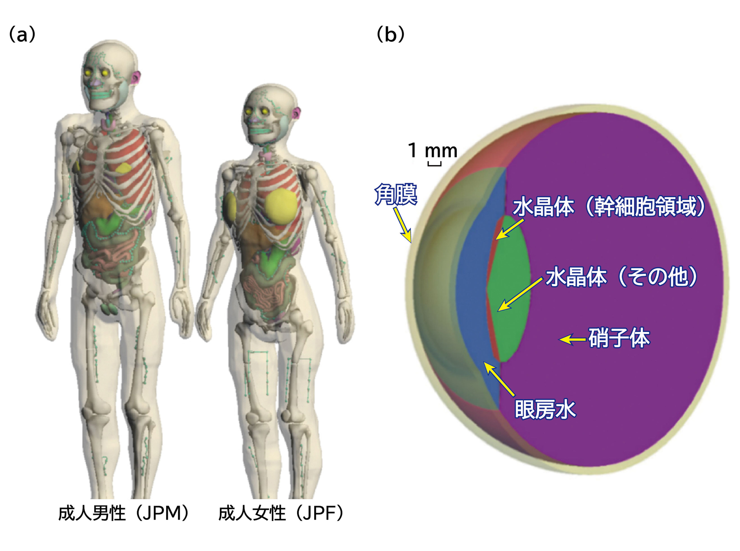 図1&emsp;ポリゴンメッシュ型人体モデル
