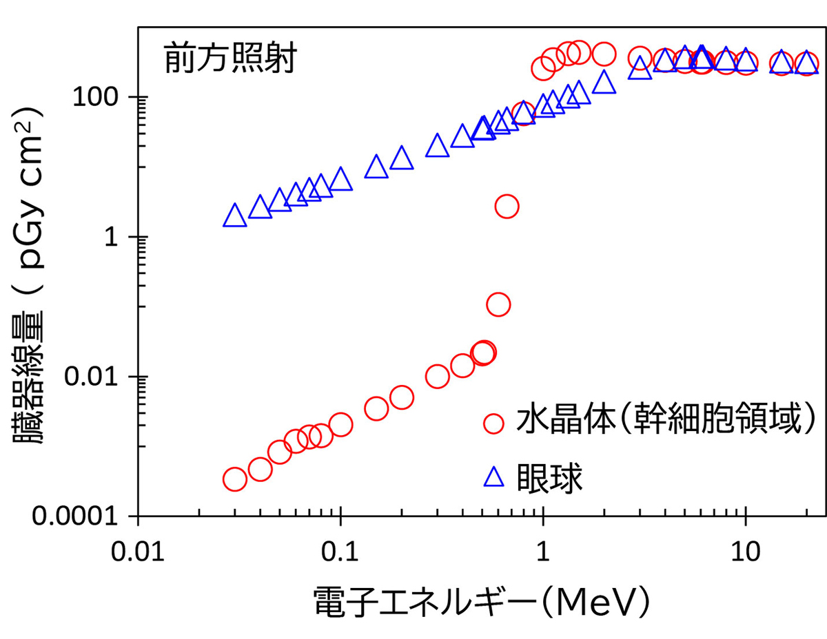 図1&emsp;JPFにおけるAPジオメトリでの電子入射による眼球組織の臓器線量