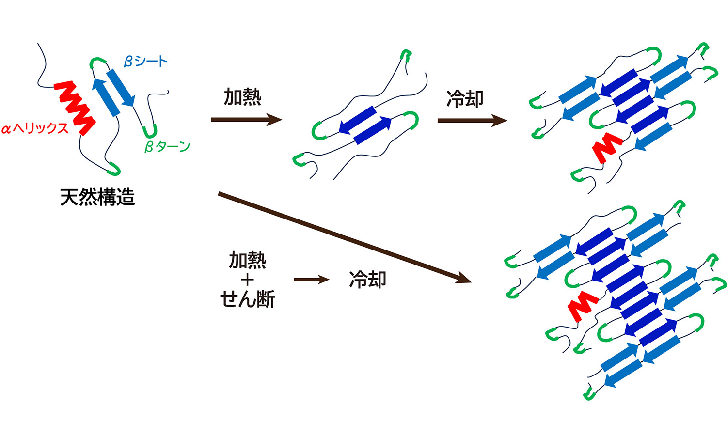 図1&emsp;加熱、せん断、冷却による植物性タンパク質の構造変化の模式図
