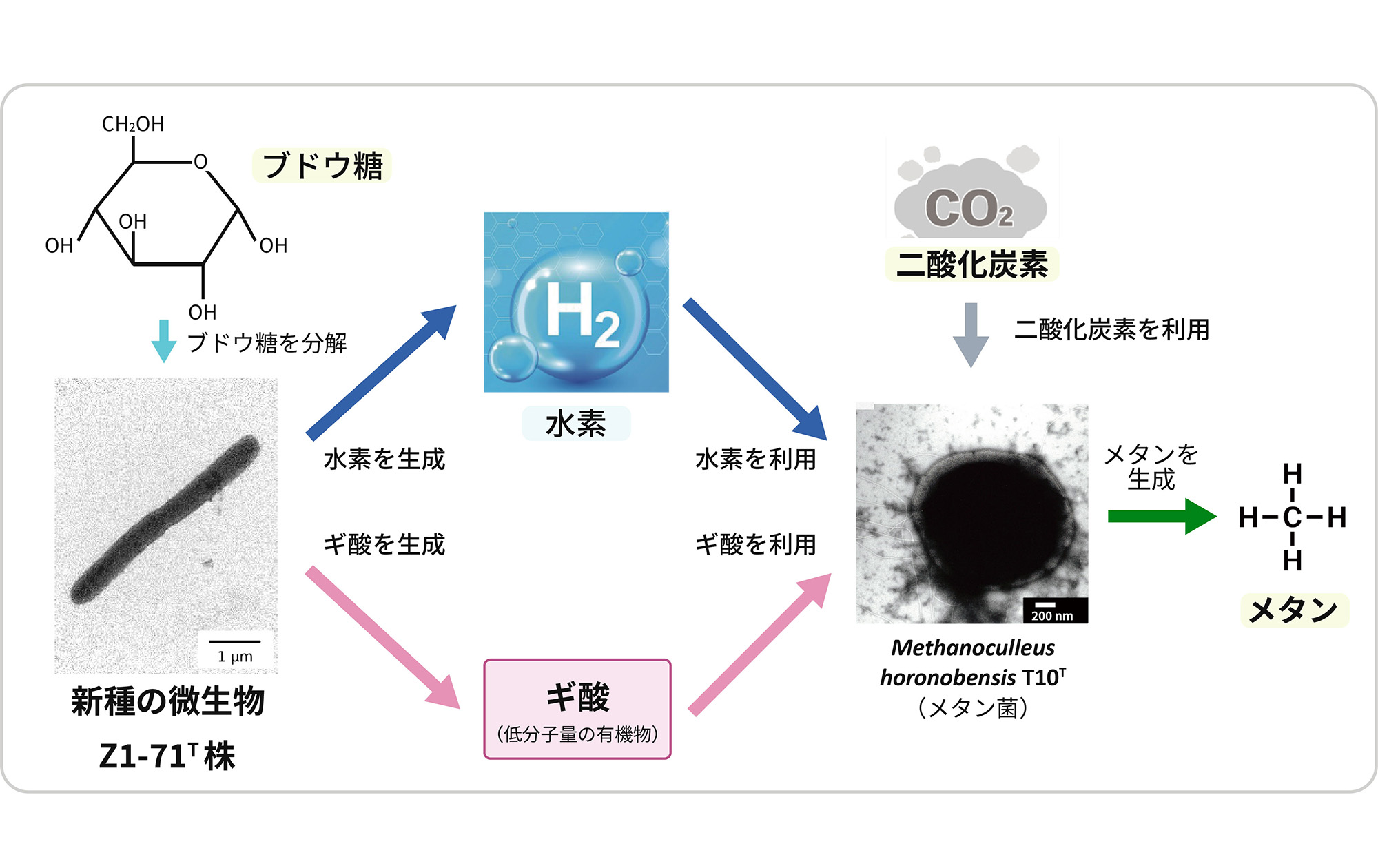 図1 2種の微生物によるメタン生成の仕組み(共培養実験に基づく推定)