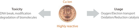 Fig.10-10 Functions of copper ion in living organisms
