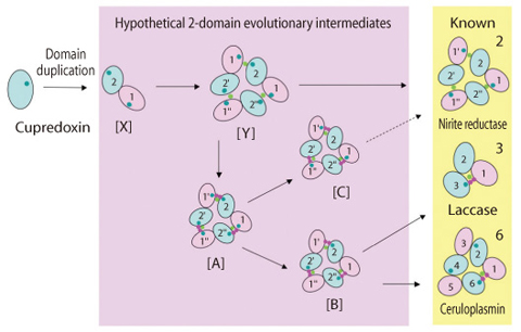 Fig.10-11 Proposed pathway of the evolution of Multi-Copper Blue Proteins