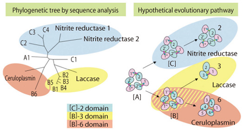 Fig.10-12 Phylogenetic tree and the inferred evolutionary pathway