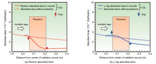 Fig.12-4 Comparison of neutron and γ-ray absorbed doses in muscle between measurement and calculation