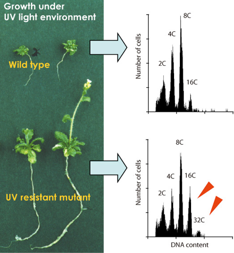 Fig.4-16 Growth of UV resistant mutant and the wildtype under UV light environment and their ploidy profiles