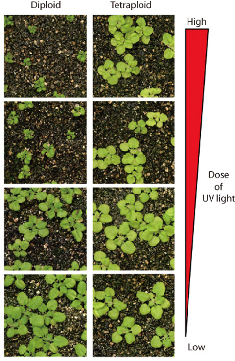 Fig.4-17 Comparison of UV sensitivity between diploid and tetraploid Arabidopsis