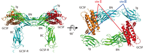 Fig.4-18 Overall structure of the signaling complex consisting of human GCSF and human GCSF-R