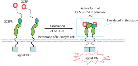 Fig.4-19 Activation mechanism of GCSF-R