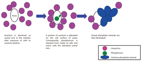 Fig.6-15 Schematic diagram of mineralization of uranium by yeast 