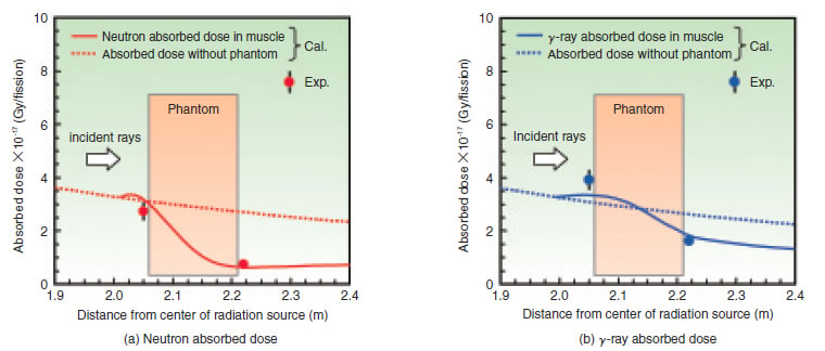 Fig.12-4 Comparison of neutron and fray absorbed doses in muscle between measurement and calculation