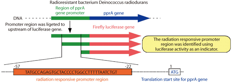 Fig.4-14 Identification of the radiation responsive promoter region of pprA gene