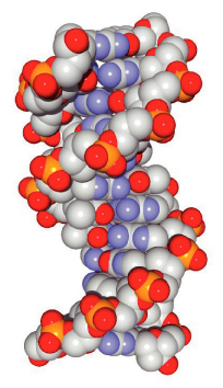 Fig. 10-6 Three dimensional structure of DNA