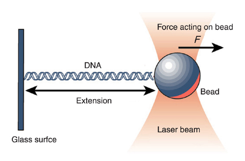 Fig.10-7 Single DNA manipulation experiment using optical tweezers