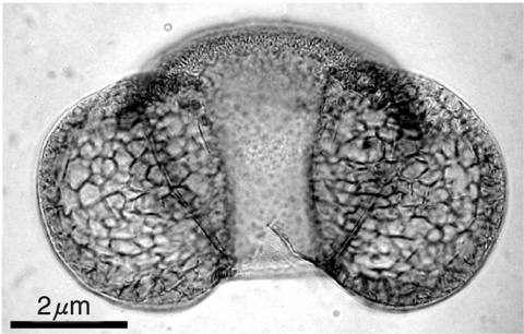 Fig.2-12 Pollen fossil of Pinus parviflora