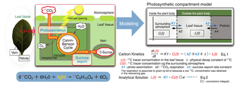 Fig.4-14 Compartment model of photosynthesis and formulations of carbon transfer