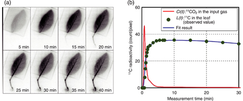 Fig.4-15 Serial PETIS images and a graph of the time-activity