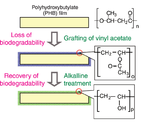 Fig.4-21 OFF-ON control of biodegradability in PHB by graft polymerization