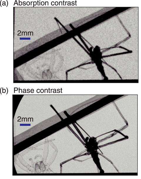 Fig.4-32 Absorption contrast (a) and phase contrast (b) imaging using the X-ray device