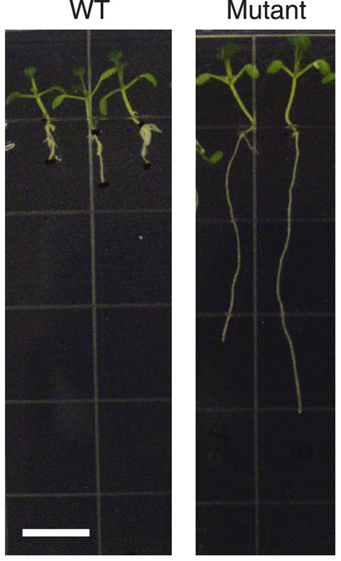 Fig.4-4 Phenotype of the mutant