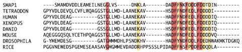Fig.4-6 Amino acid sequences of SMAPs from various organisms