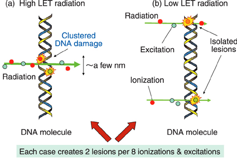 Fig.6-11 Induction of DNA damage by ionizing radiation
