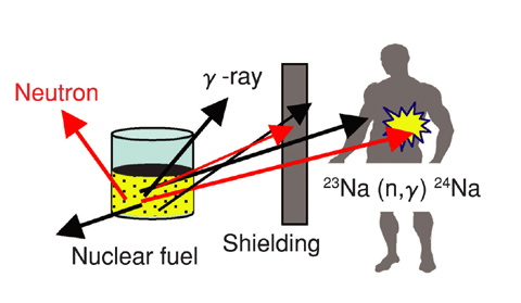 Fig.7-15 Activation of sodium due to neutron exposure in a criticality accident