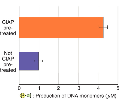 Fig.7-18 Production of DNA monomers from DNA strand-break termini by SVPD