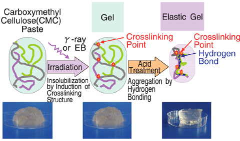 Fig.4-10 Preparation of biodegradable elastic gel