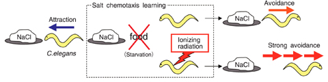 Fig.4-28 Salt chemotaxis learning in C. elegans and radiation effects
