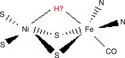 Fig.4-4 Deduced structure of the active site of [NiFe]hydrogenase