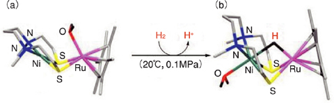 Fig.4-5 Reaction of the model compound of [NiFe]hydrogenase