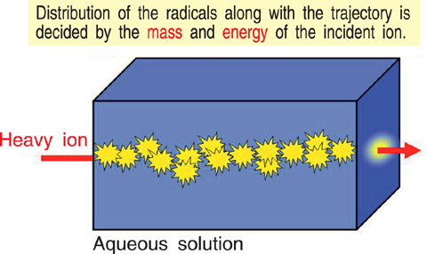 Fig.4-7 Radicals generated along heavy ion trajectory in water