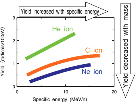 Fig.4-8 Dependence of yield of hydroxyl radicals on specific energy and mass of incident ion