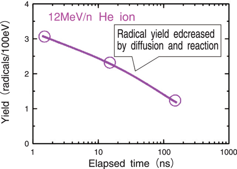 Fig.4-9 Yield of hydroxyl radicals decreased with elapsed time just after helium ion irradiation