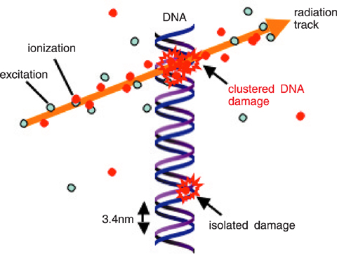 Fig.6-10 DNA damage by ionizing radiation