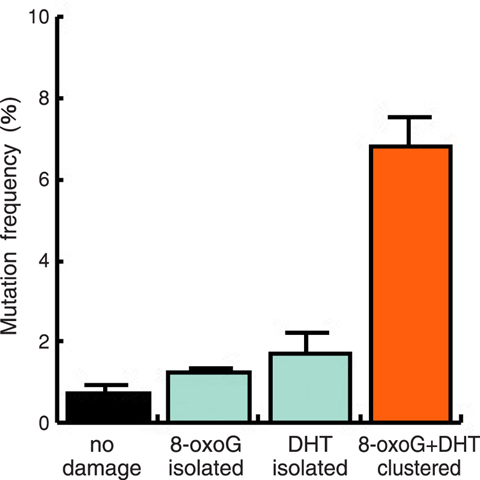 Fig.6-11 Induced mutation frequency by cluster DNA damage