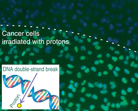 Fig.11-4 Result of laser-accelerated proton irradiation of in-vitro human lung cancer cells