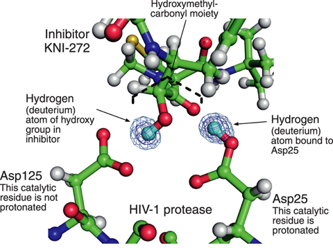 Fig.4-19 Structure in active site of HIV-1 protease