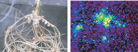 Fig.4-23 Underground part with many nodules (left) and the PETIS image of the same area (right)